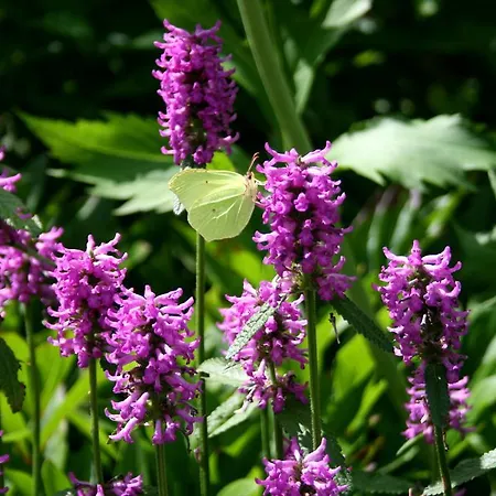 Heinrichshof Ξενοδοχείο