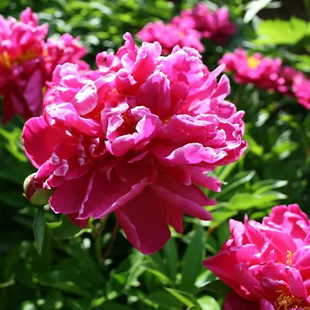 Ξενοδοχείο Heinrichshof *