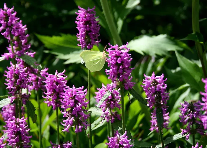 Heinrichshof فندق