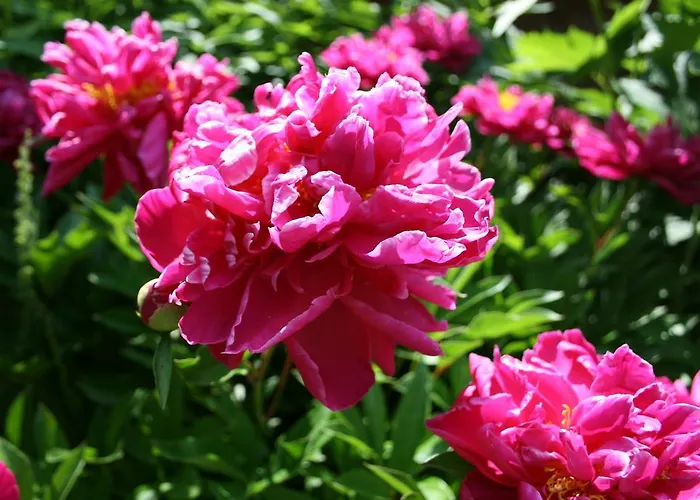 فندق Heinrichshof *